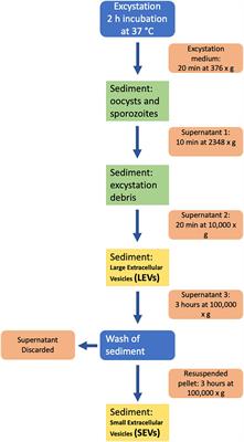 Unveiling Cryptosporidium parvum sporozoite-derived extracellular vesicles: profiling, origin, and protein composition